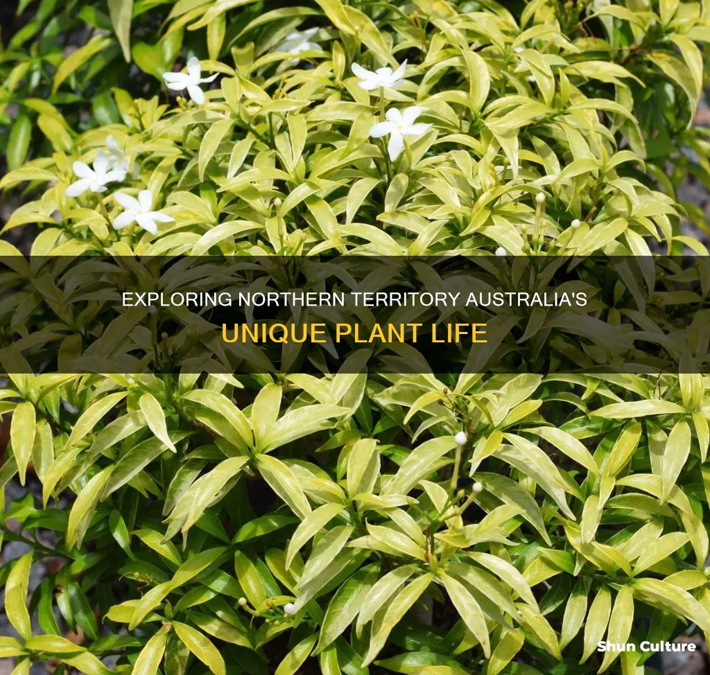 what plants grow in northern territory australia