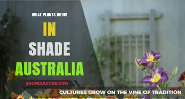 Shade-Loving Plants for Australian Gardens