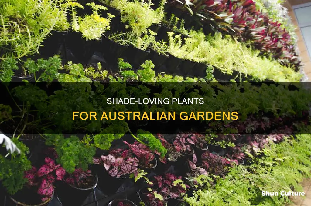 what plants grow in shade australia