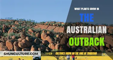 Exploring Outback Australia: Unique Plants and Their Growth