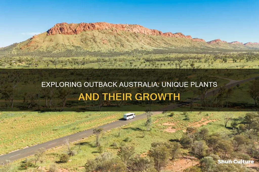 what plants grow in the australian outback