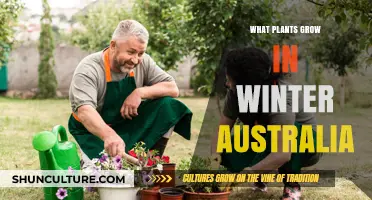 Winter Gardening: Plants that Thrive in Australian Winters