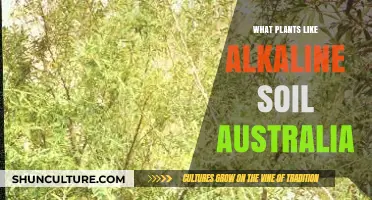 Australian Plants Thriving in Alkaline Soil: A Comprehensive Guide