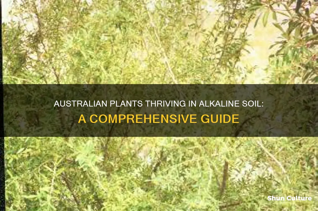 what plants like alkaline soil australia
