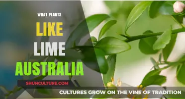 Lime-Loving Plants: Top Picks for Australian Gardens and Soil