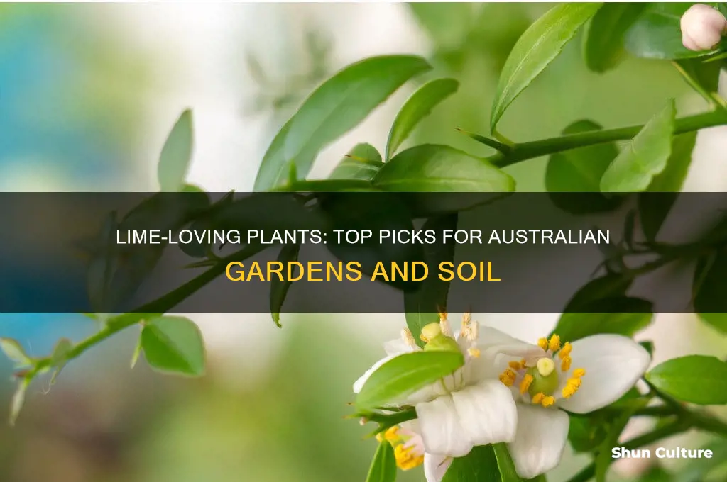 what plants like lime australia