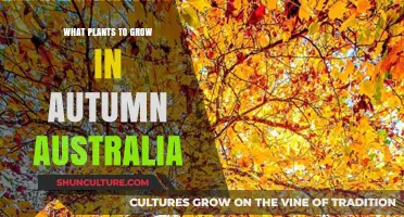 Autumn Gardening: Best Plants to Grow in Australia