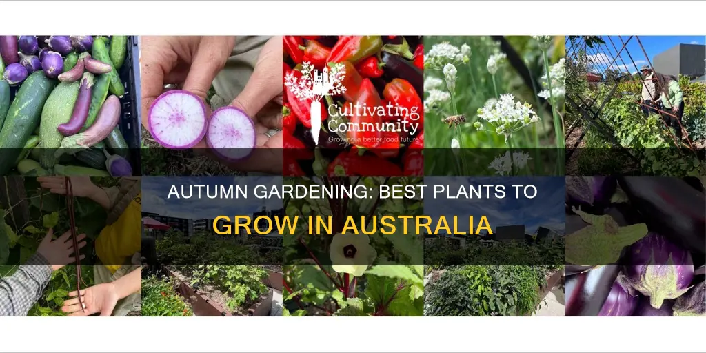 what plants to grow in autumn australia