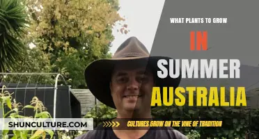 Summer Gardening in Australia: Best Plants to Grow
