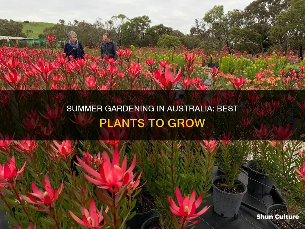 what plants to grow in summer australia