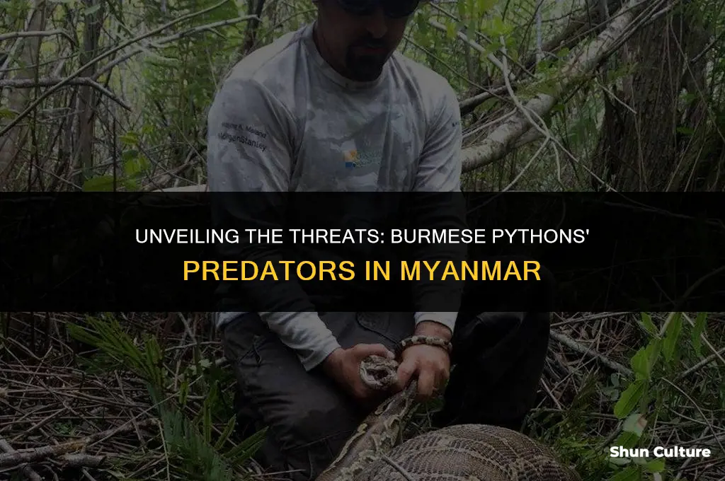 what predators do burmese pythons have in burma
