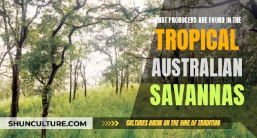 Australian Tropical Savannas: A Producer's Paradise