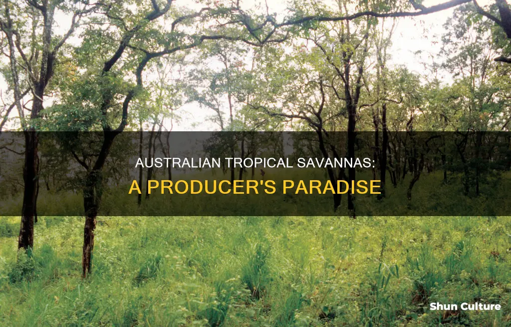 what producers are found in the tropical australian savannas