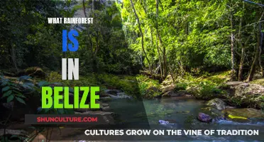 Belize's Rainforest: A Natural Paradise