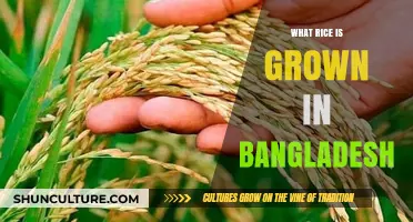 Exploring Bangladesh's Rice Varieties: Types, Cultivation, and Significance