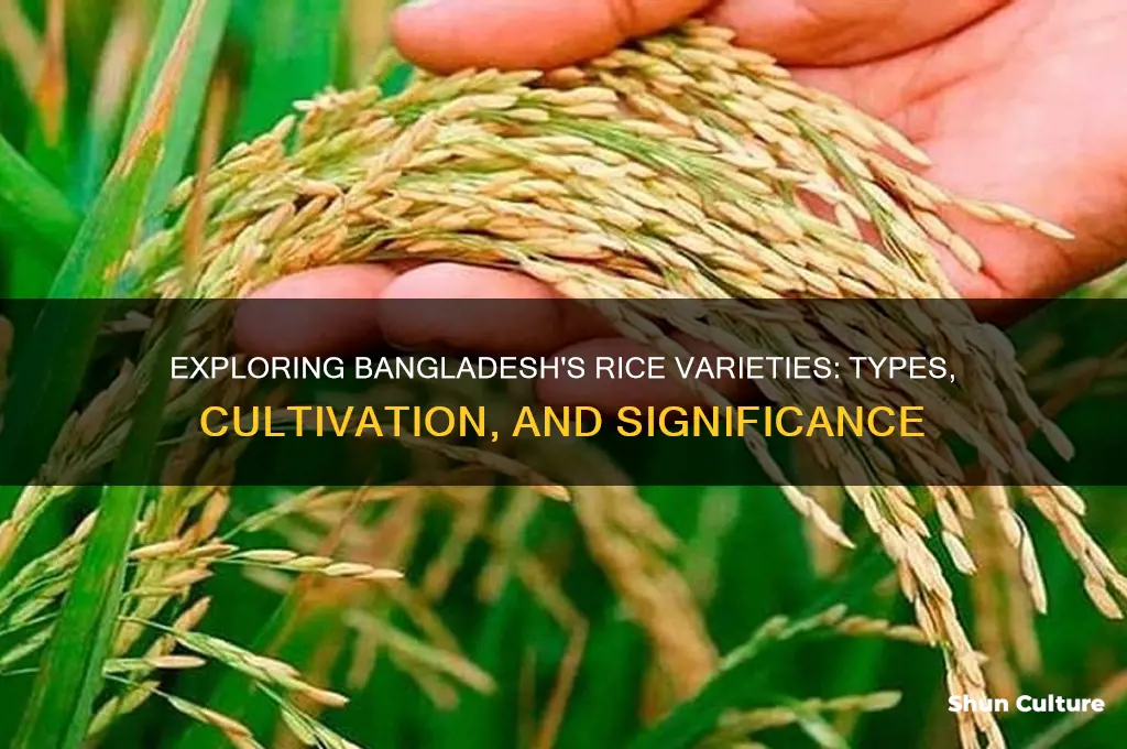 what rice is grown in bangladesh