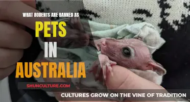 Rodents Banned in Australia: Which Pets Are Illegal?