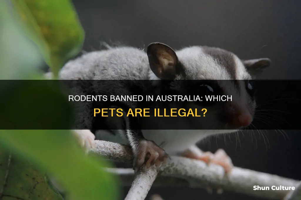 what rodents are banned as pets in australia