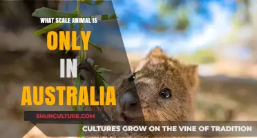 Australian Wildlife: Unique Giant and Tiny Creatures