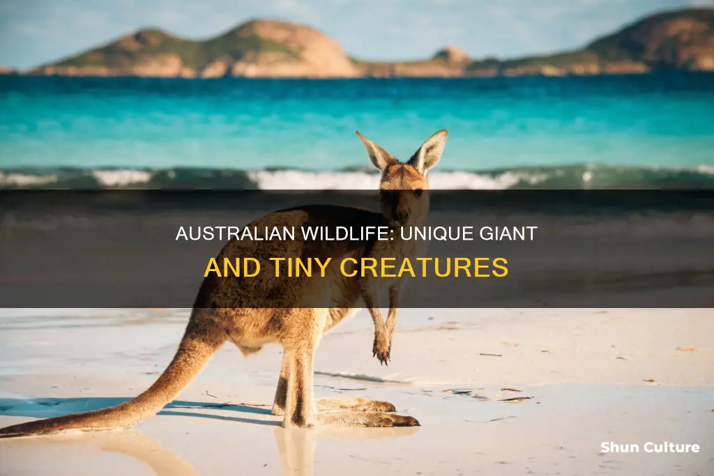 what scale animal is only in australia