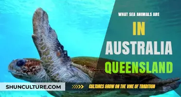 Queensland's Rich Marine Life