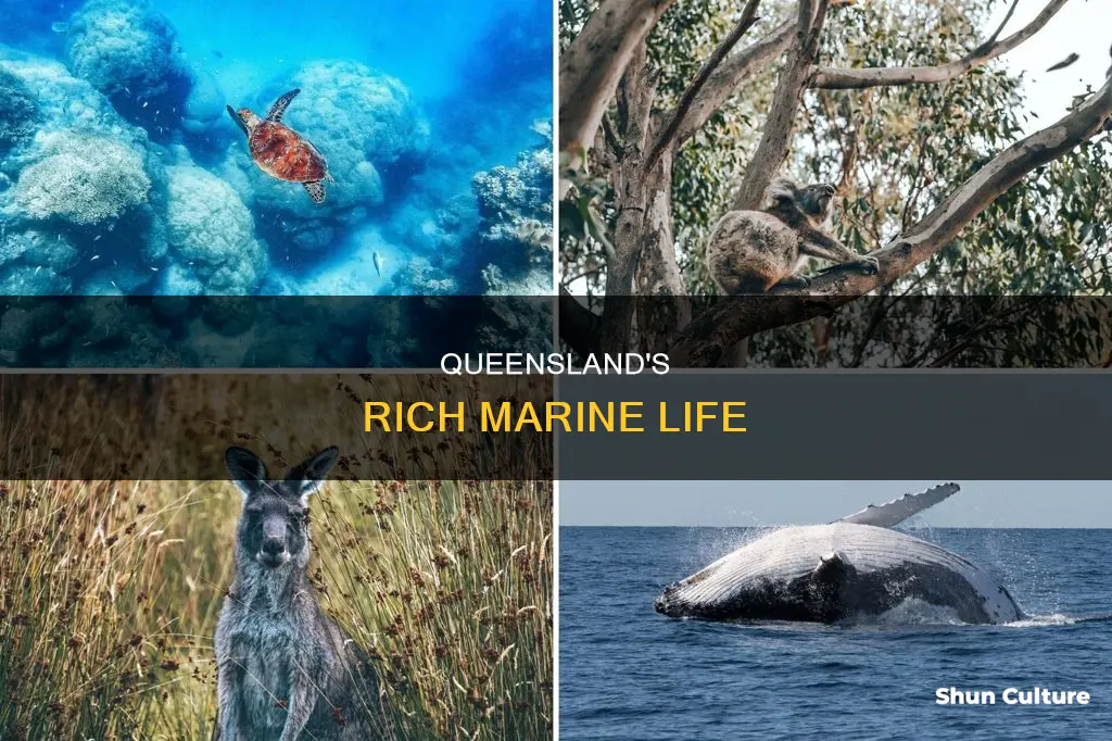 what sea animals are in australia queensland