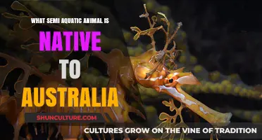 Exploring Australia's Unique Semi-Aquatic Wildlife