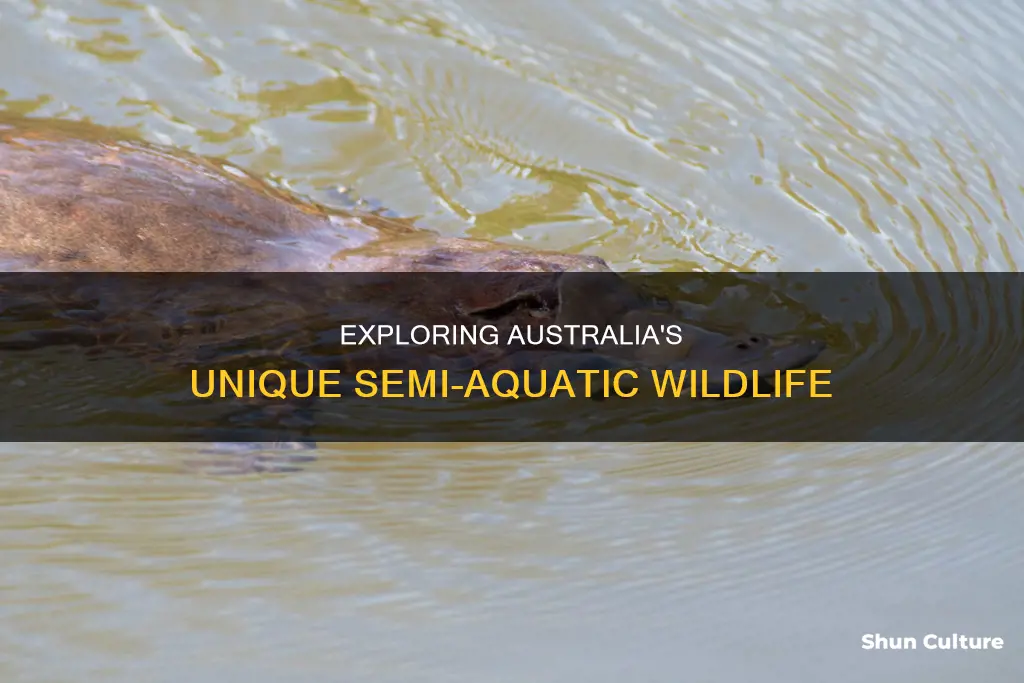what semi aquatic animal is native to australia