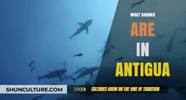 Discover Antigua's Shark Species: A Guide to Local Marine Life