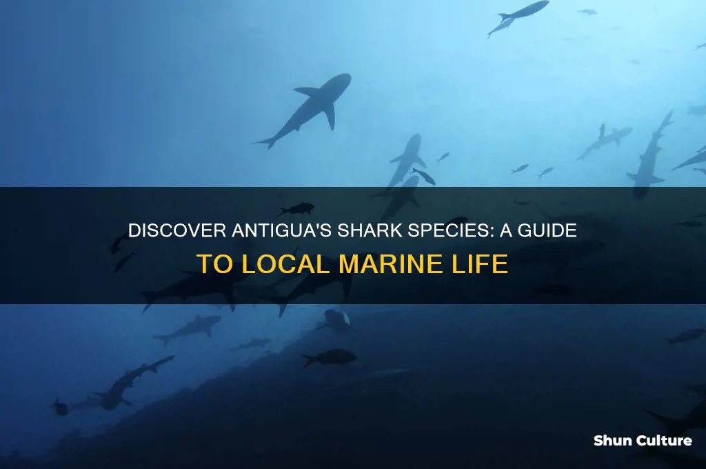 what sharks are in antigua