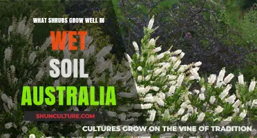 Wet Soil-Loving Shrubs for Australian Gardens