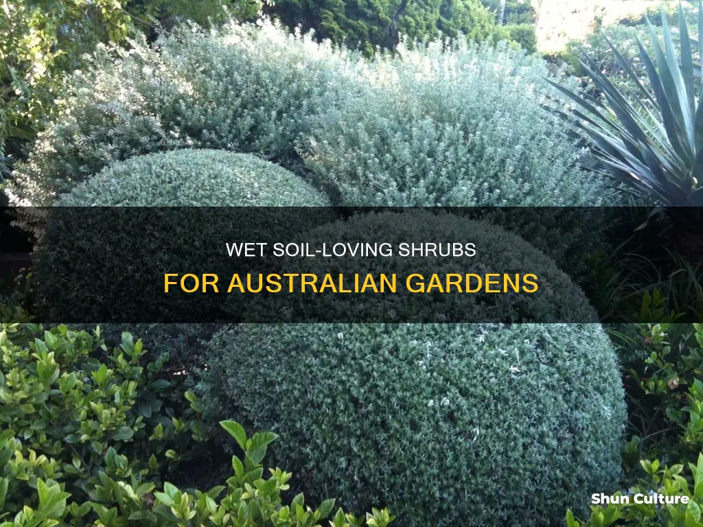 what shrubs grow well in wet soil australia
