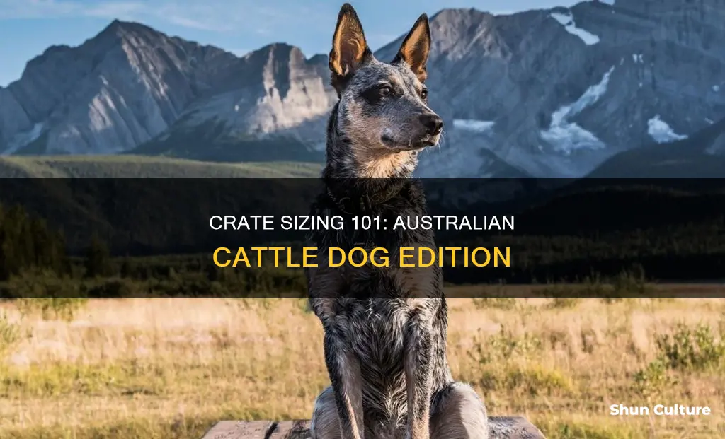 what size crate for an australian cattle dog