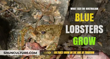 Blue Lobsters: Understanding Their Growth and Size in Australia