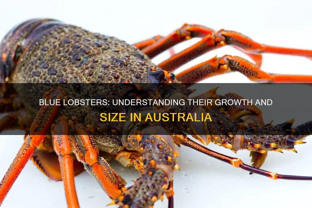 what size do australian blue lobsters grow