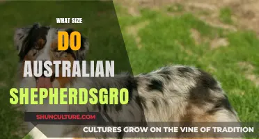 Australian Shepherds: Understanding Their Growth and Size
