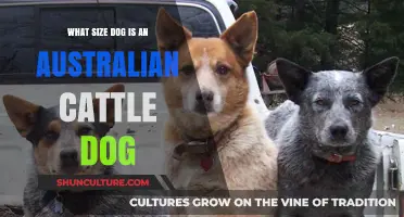 Cattle Dog Size: Understanding the Australian Breed