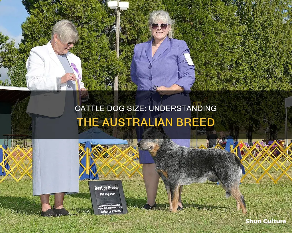 what size dog is an australian cattle dog