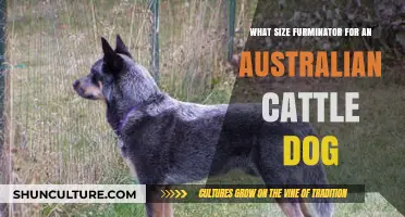 Furminator Size Guide: Australian Cattle Dog Edition