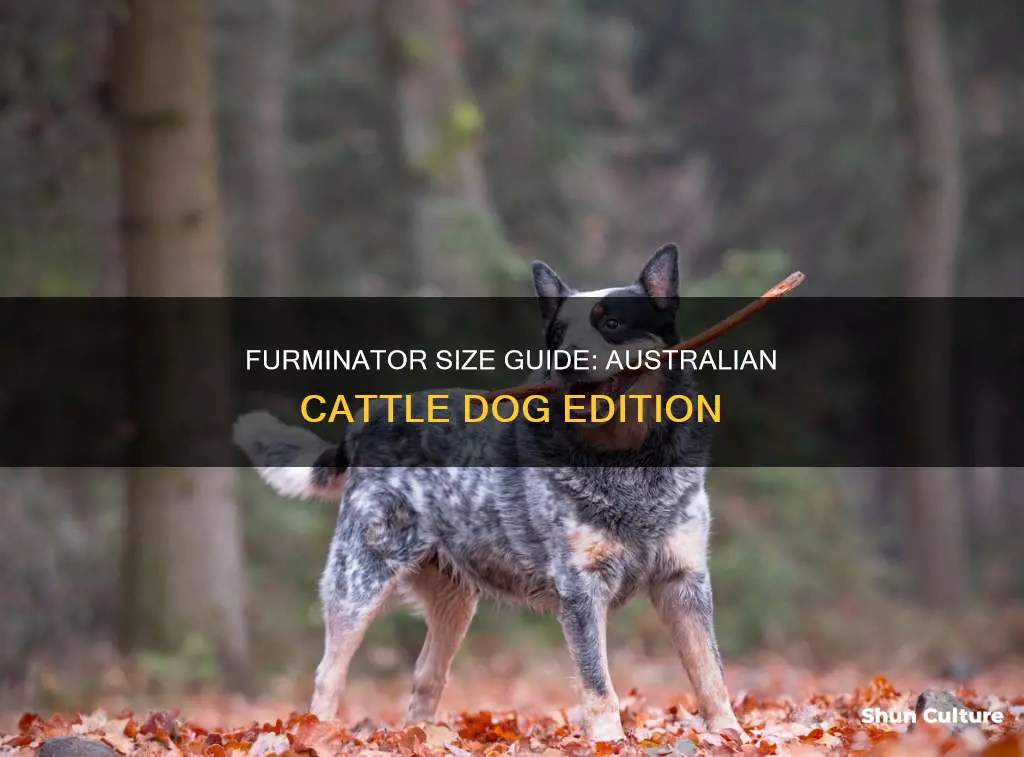 what size furminator for an australian cattle dog