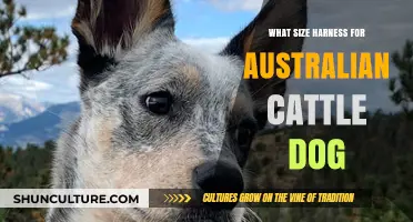 Choosing a Harness for Your Australian Cattle Dog