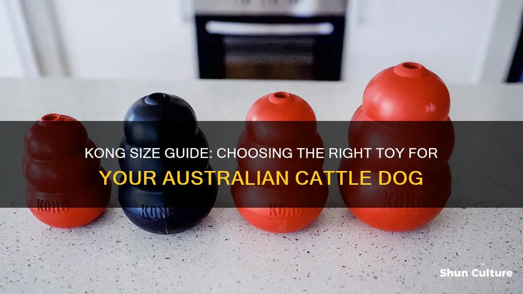 what size kong for australian cattle dog