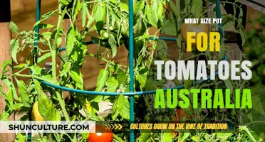 Choosing the Right Pot Size for Healthy Tomato Plants