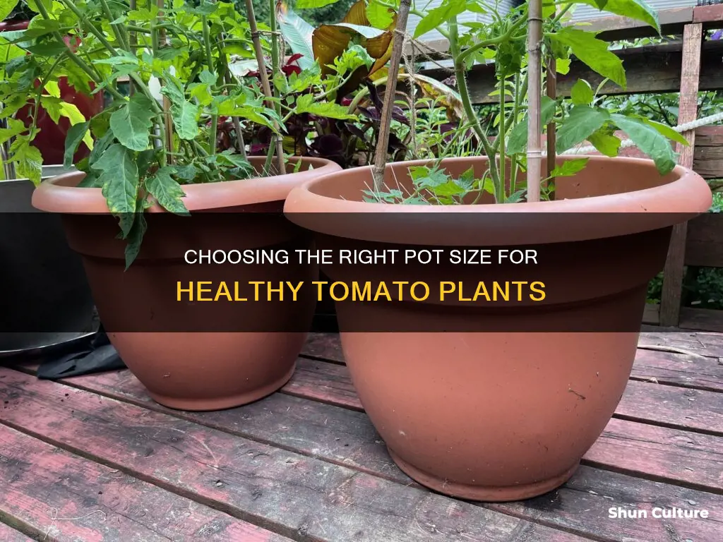 what size pot for tomatoes australia