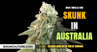 Unveiling Australia's Skunk-Like Odor: Surprising Culprits Behind the Pungent Scent