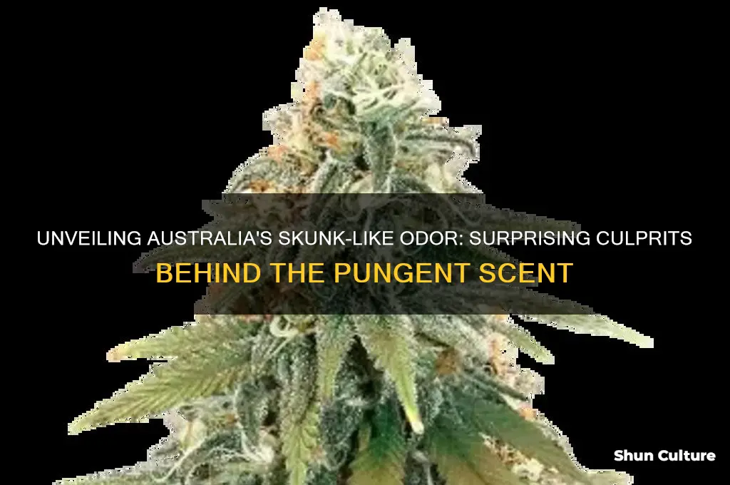 what smells like skunk in australia