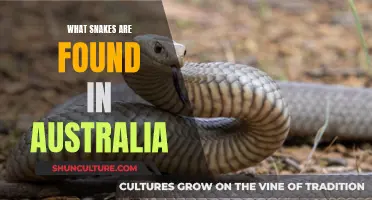 Deadly Australian Snakes: A Guide to Species and Survival