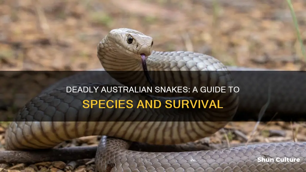 what snakes are found in australia