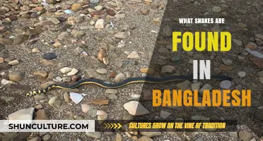 Exploring Bangladesh's Serpent Diversity: Snakes Found in the Region