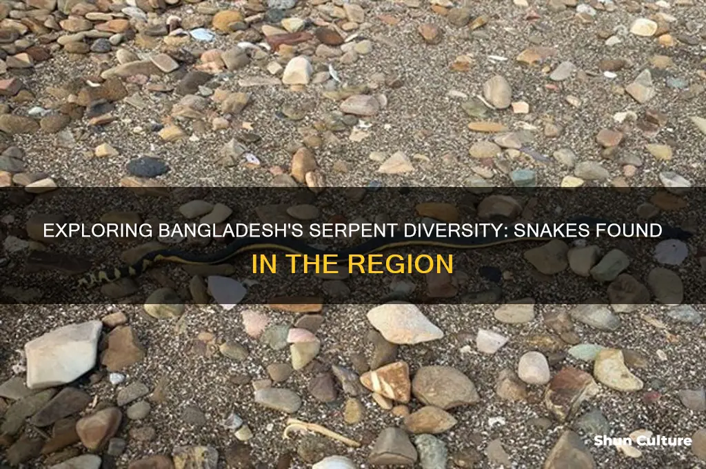 what snakes are found in bangladesh
